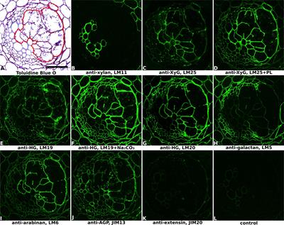 Frontiers  The Complex Cell Wall Composition of Syncytia Induced by Plant Parasitic Cyst 